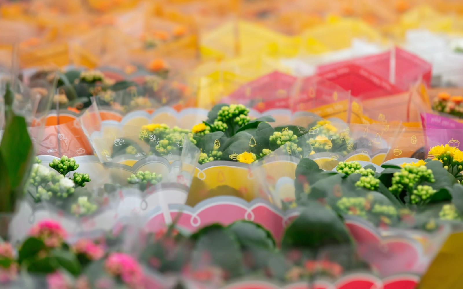 Şeffaf Çiçek Çantasında Buketler