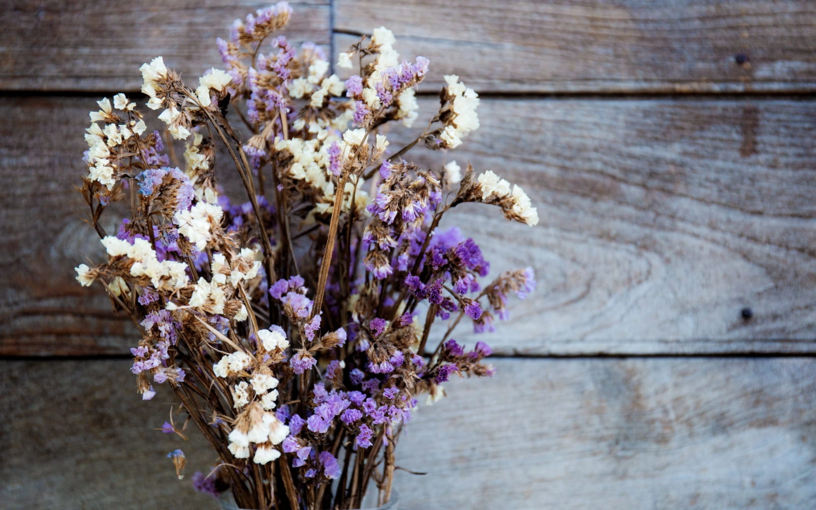 Şoklanmış Çiçekler